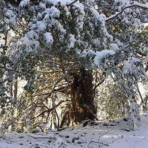 Snowy Walk